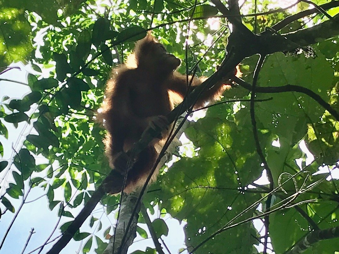 Sumatra Green Life Adventure景点图片