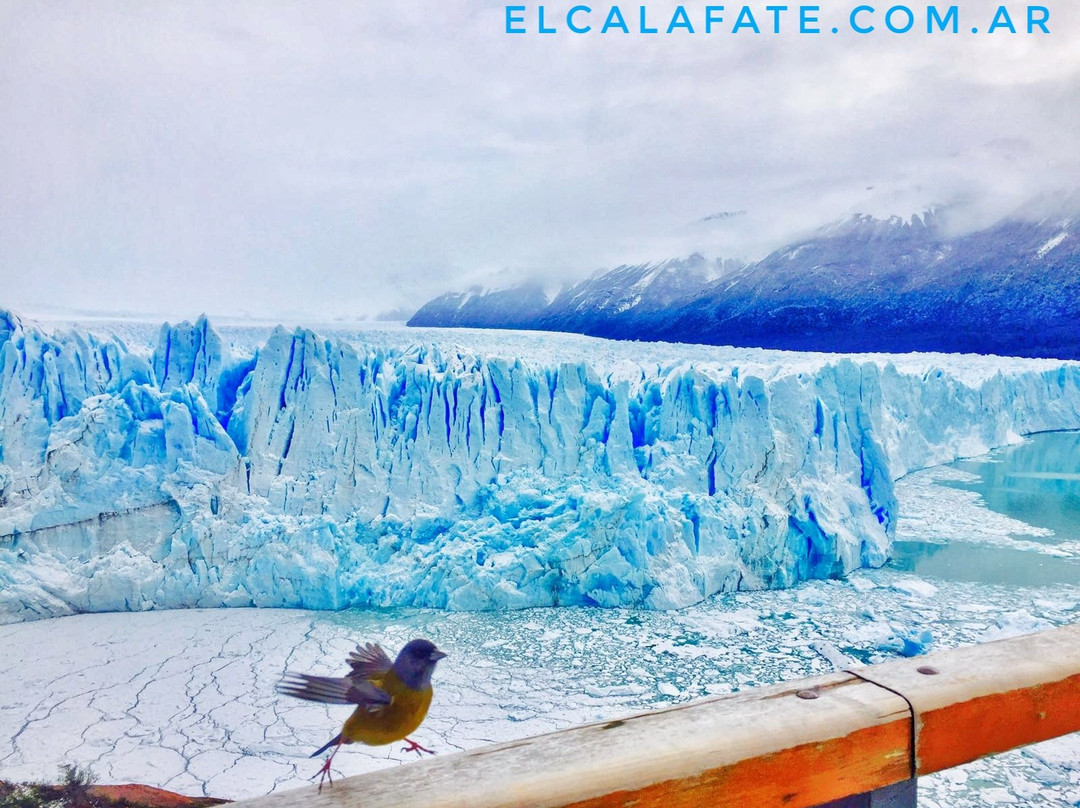 Indigo Sud Traslados privados en El Calafate-埃尔卡拉法特必去景点