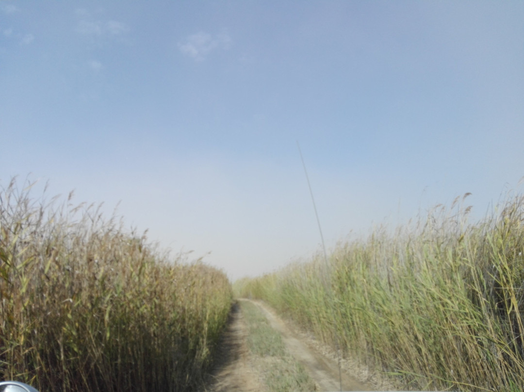 Red Dune Safaris景点图片