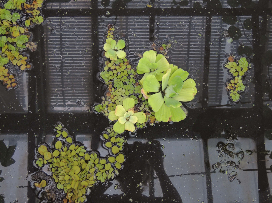 Serres du Jardin botanique de Liège景点图片