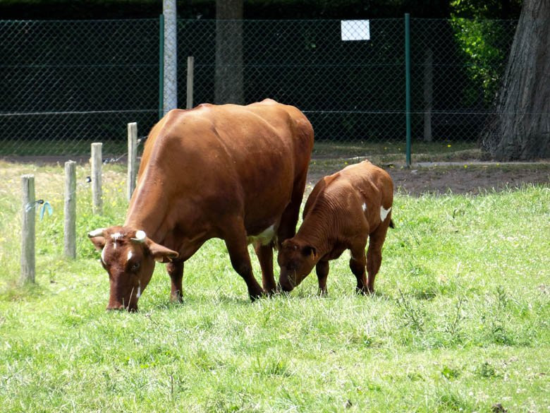 Seven Towers Farm (Zeven Torentjes)景点图片