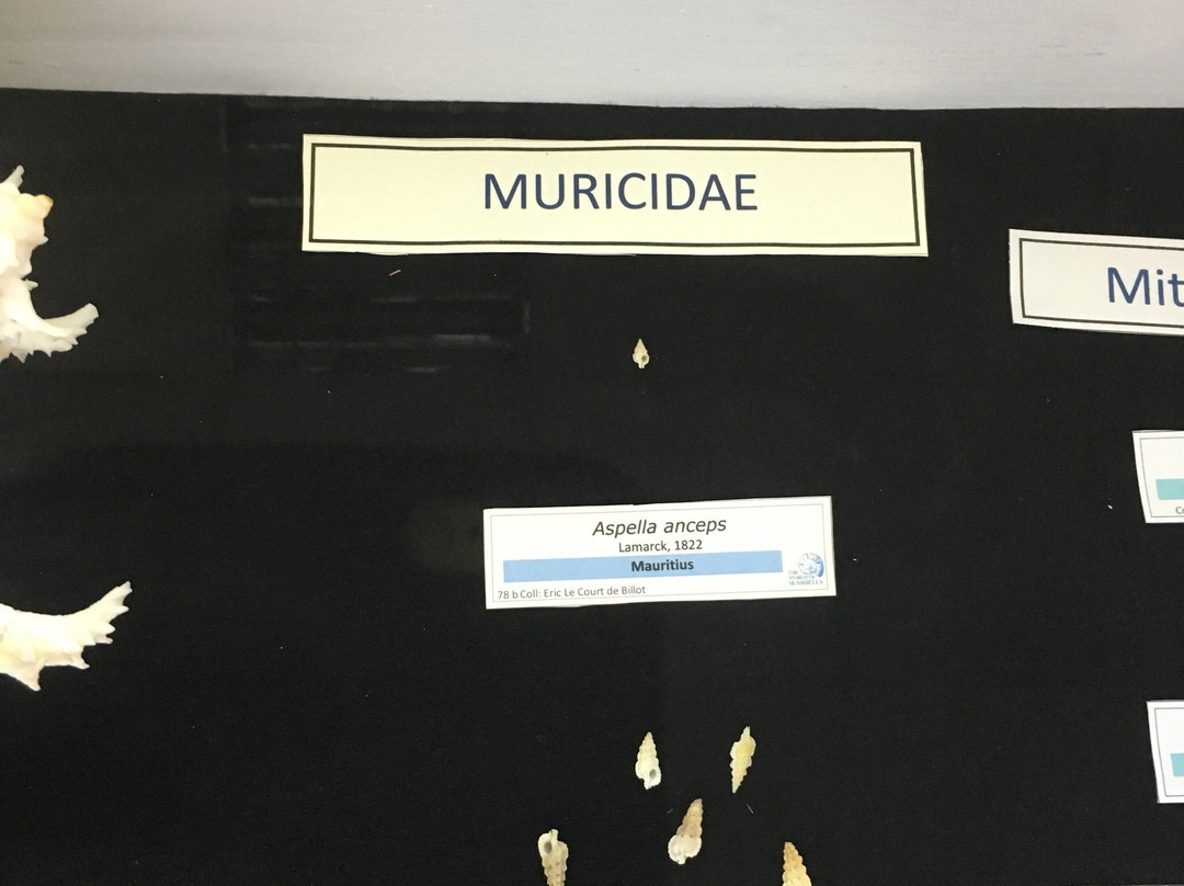 Musée du Coquillage