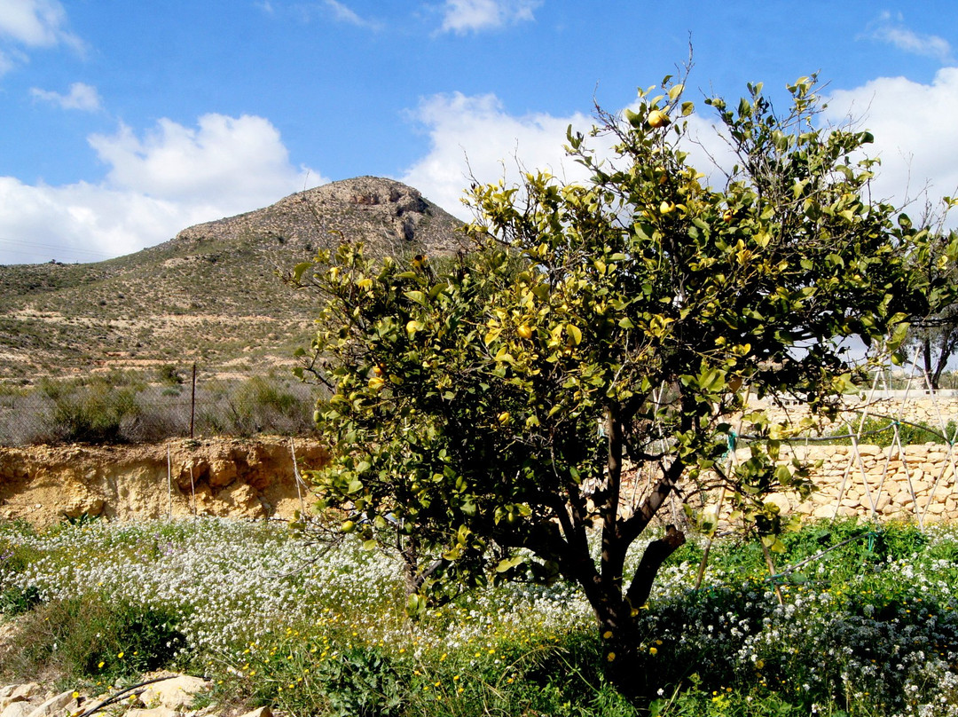 Estels Naturalicante-主图