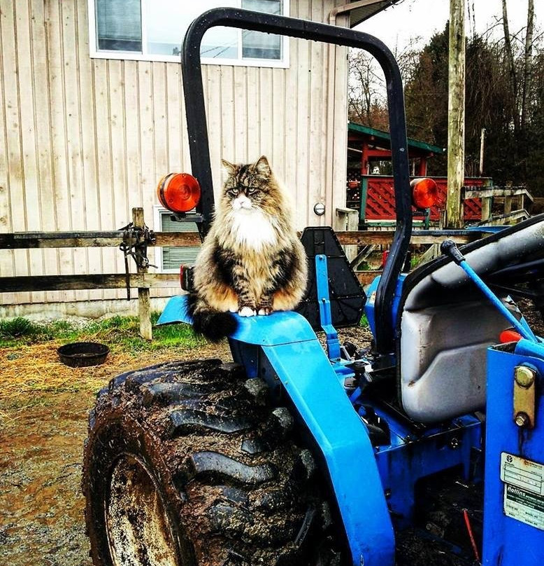 Langley 204 Horseback Riding-兰里市必去景点
