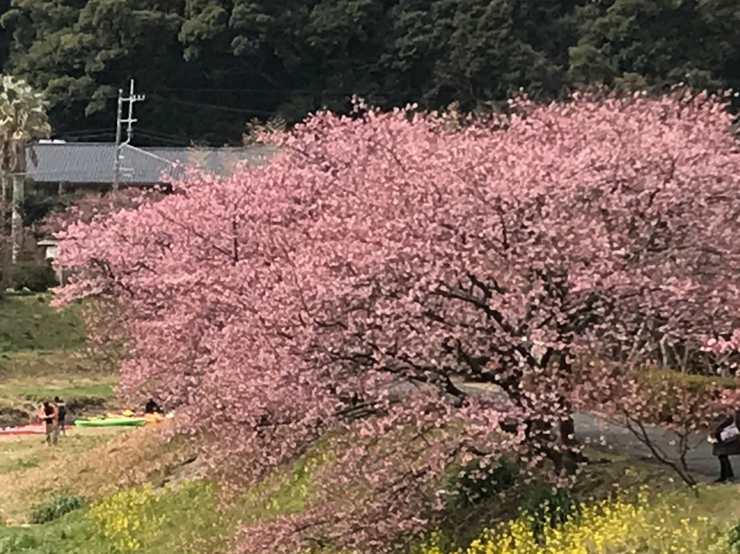 Minamino Cherry Blossom and Nanohana Festival-南伊豆町必去景点