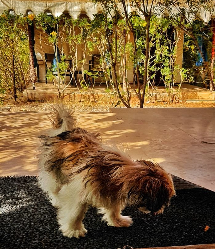 Foothill Pushkar Resort主图