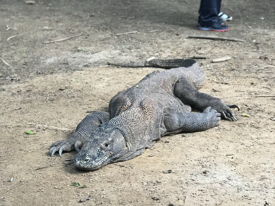 Exotic Komodo Tours景点图片