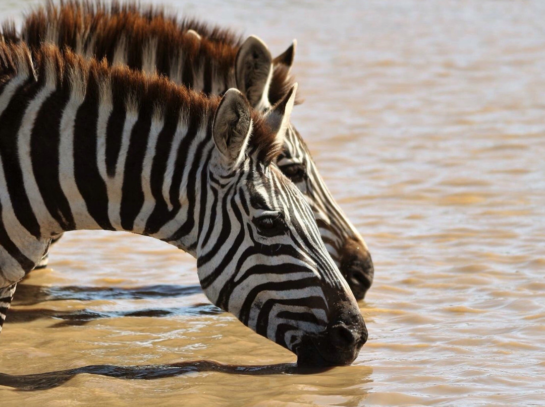 Tazama Africa Holidays-内罗毕必去景点