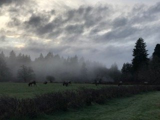 Jewell Meadows Wildlife Area-锡赛德必去景点