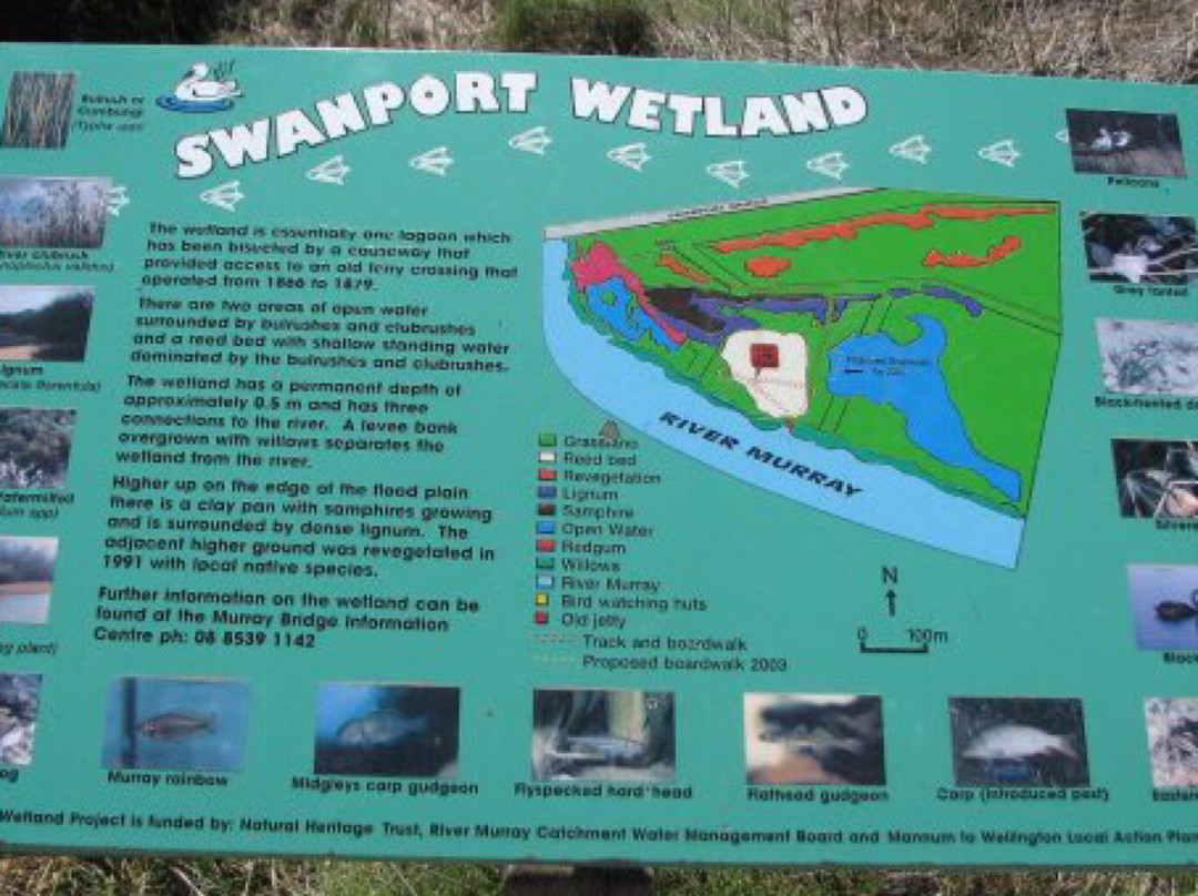 Swanport Wetlands景点图片