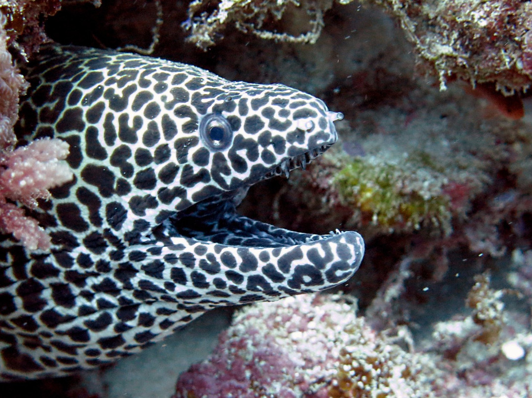 Dive Time Zanzibar-Kizimkazi必去景点