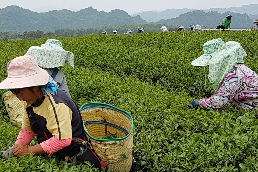 Tea Plantations-美斯乐必去景点