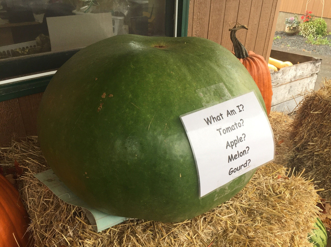 Dill's Atlantic Giant Pumpkin Farm-Windsor必去景点