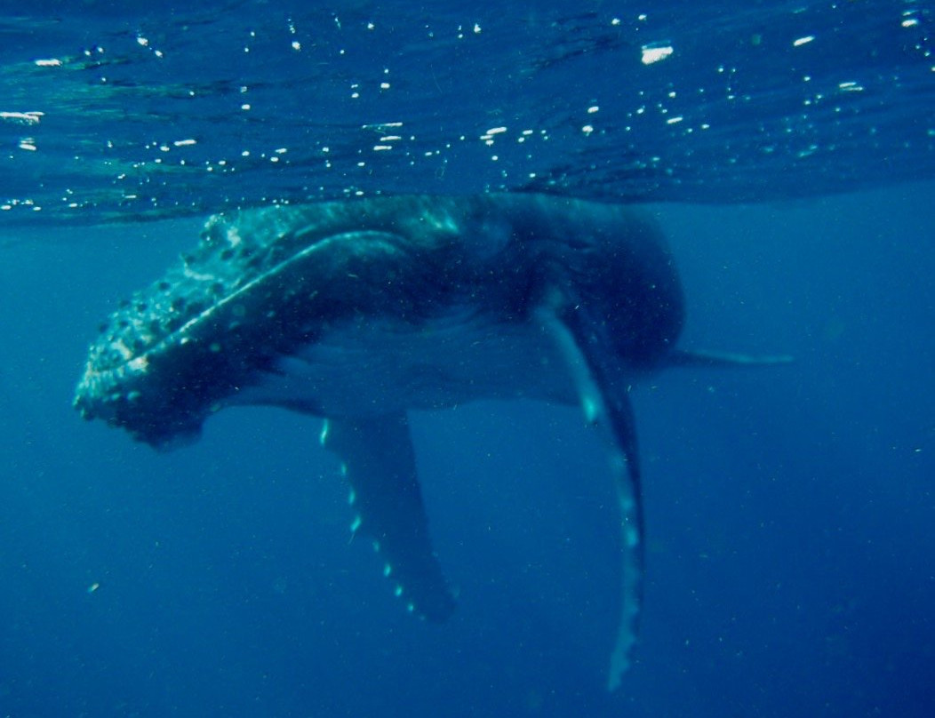 Swimming with Whales at Sandy Beach Resort-Foa Island必去景点