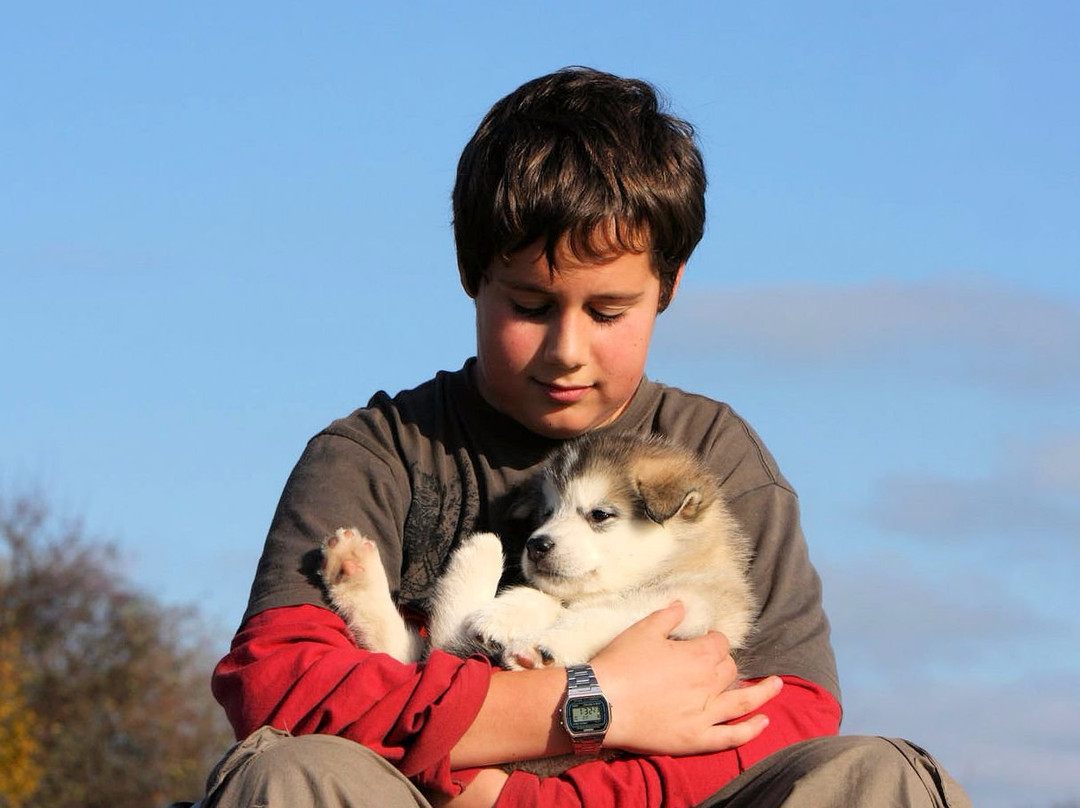 Wintergreen Dogsled Day Trips-伊利必去景点