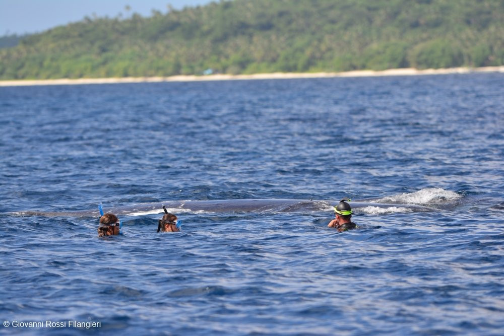 Dolphin Pacific Diving and Whale Watching景点图片