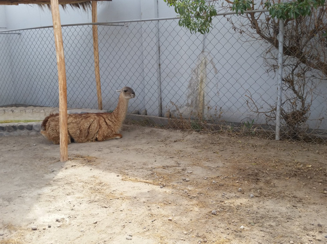 Incalpaca-阿雷基帕必去景点