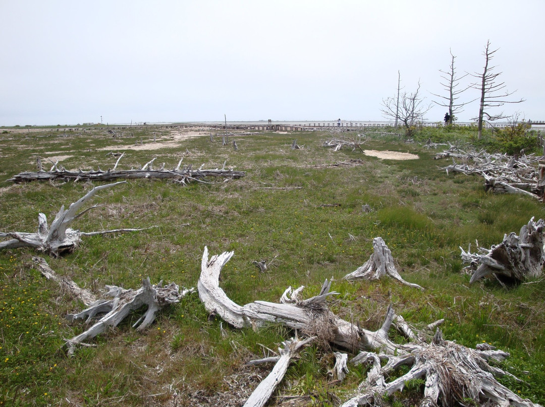 Todowara-别海町必去景点