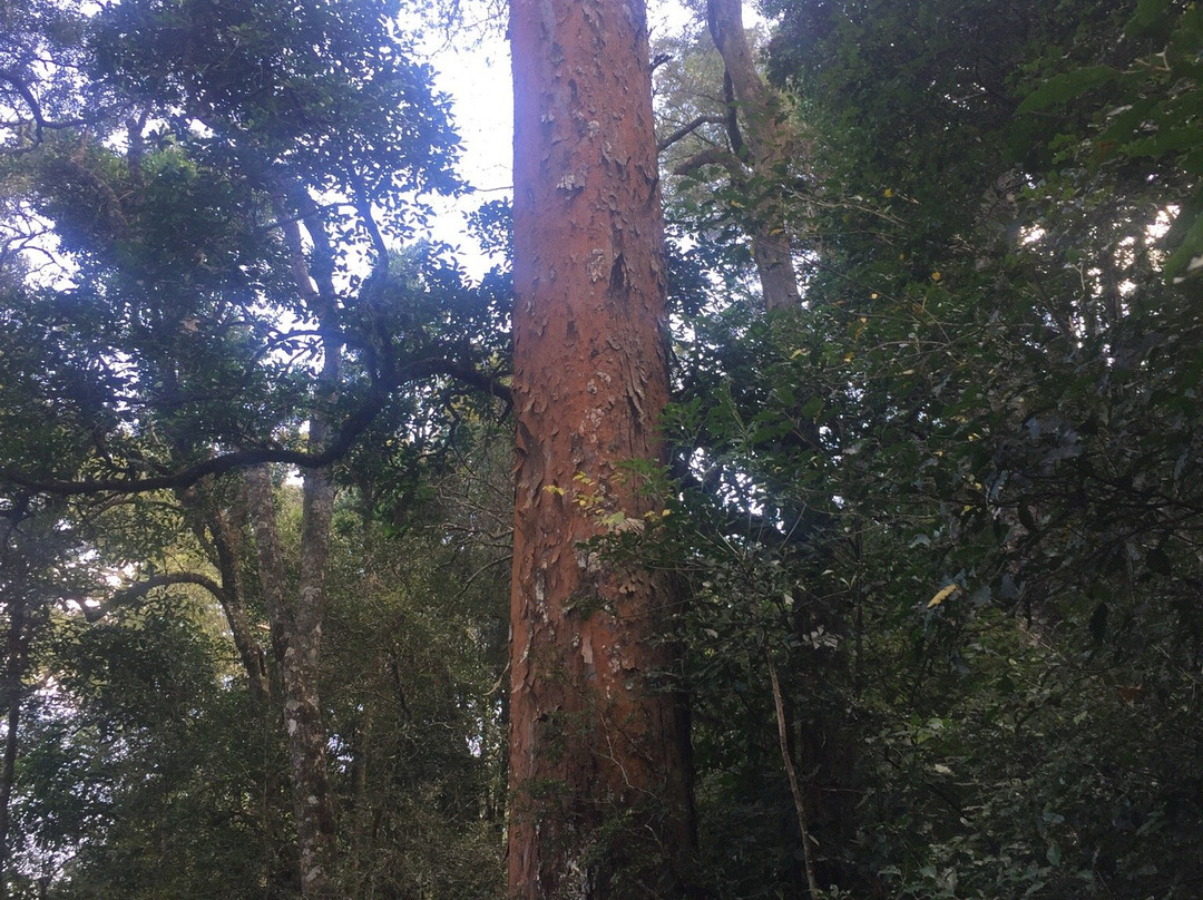 Marutswa Forest Trail and Boardwalk-Bulwer必去景点
