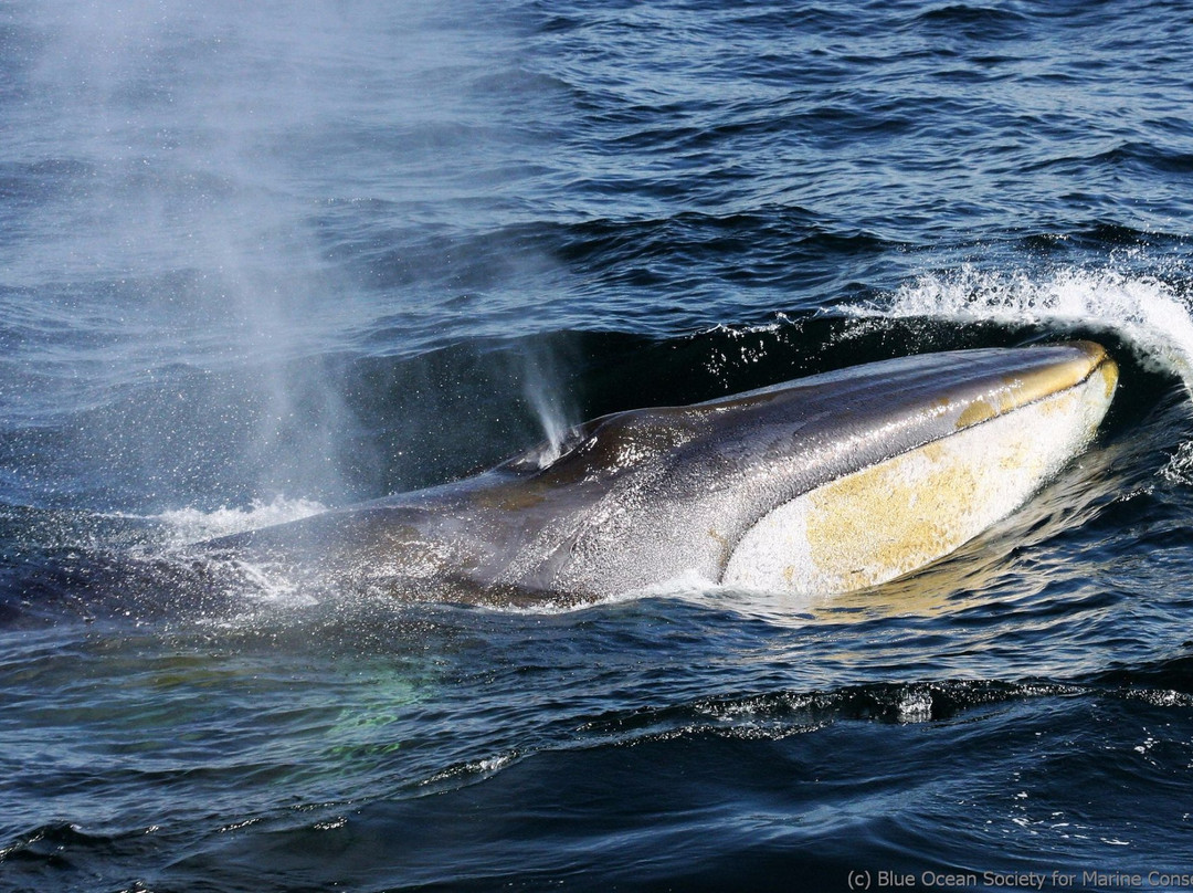 Atlantic Whale Watch景点图片
