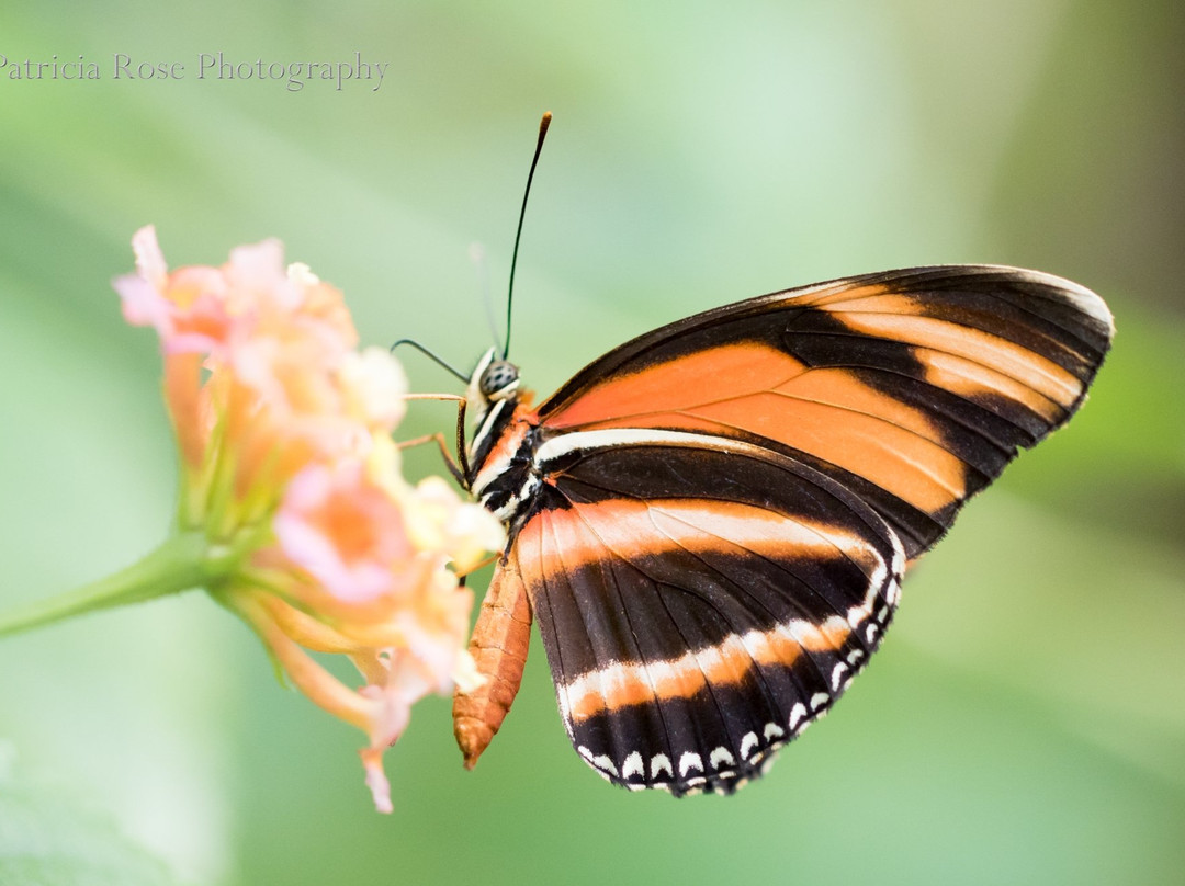 Butterfly World Coombs景点图片
