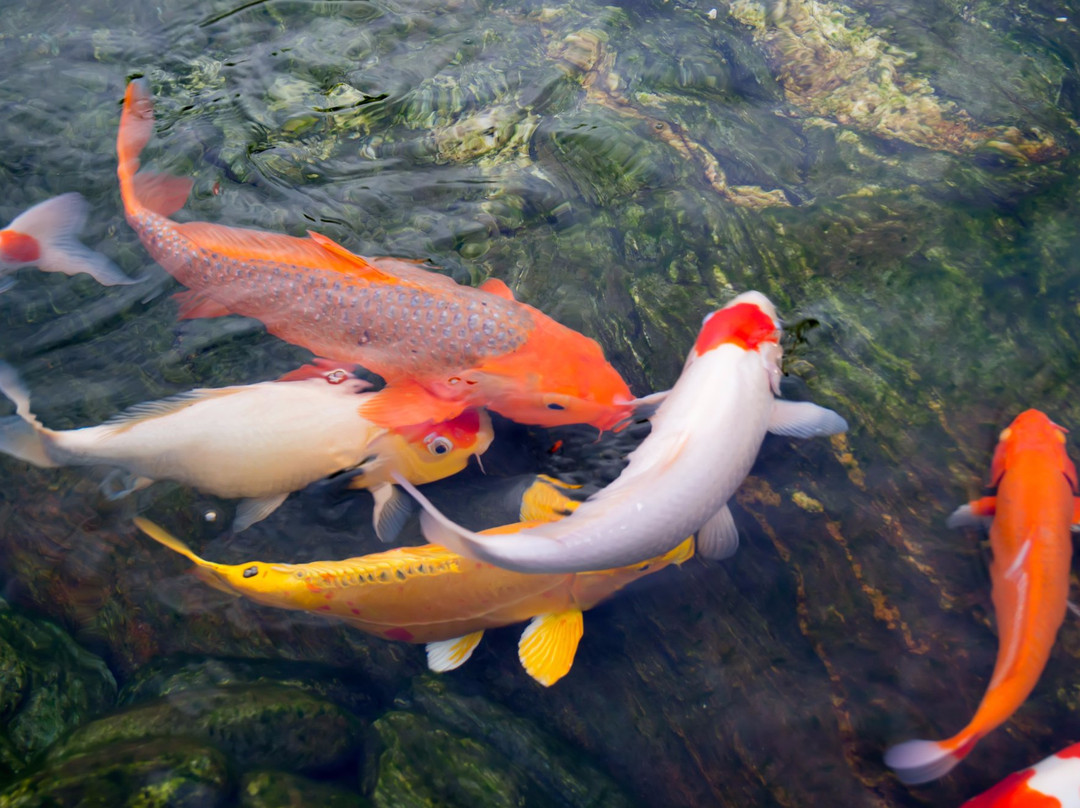 Rin Rin Park-胡志明市必去景点