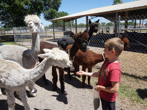 Golden Spirit Alpaca Ranch-Odessa必去景点