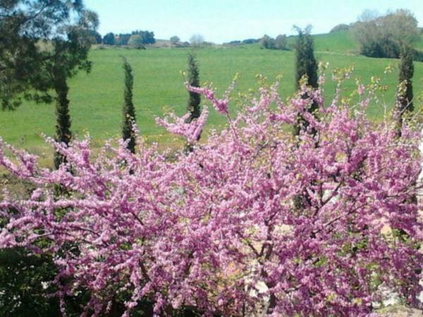Agriturismo Boschetto di Montiano主图
