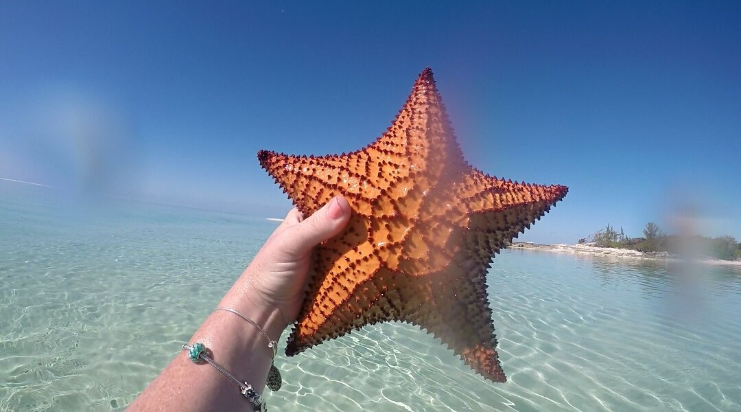 Fran's Travel Tour & Limo Service-弗里波特必去景点