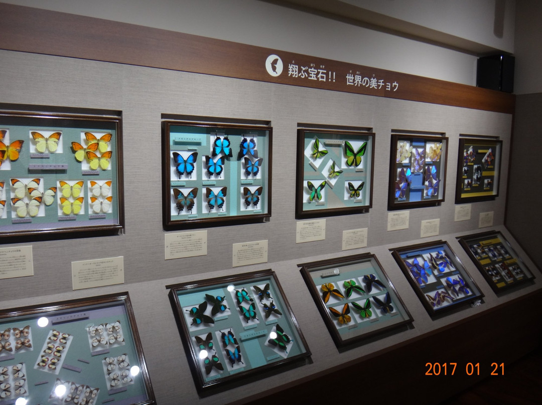 Nawa Insect Museum Haimurubushi景点图片