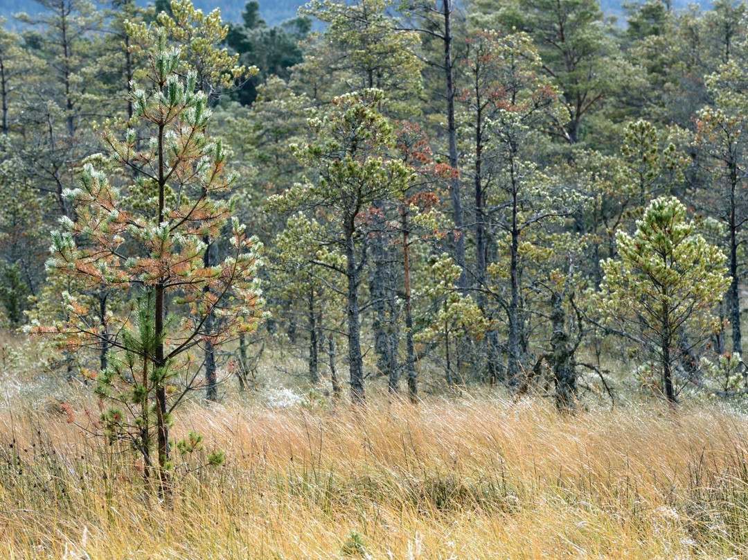 Abernethy National Nature Reserve景点图片