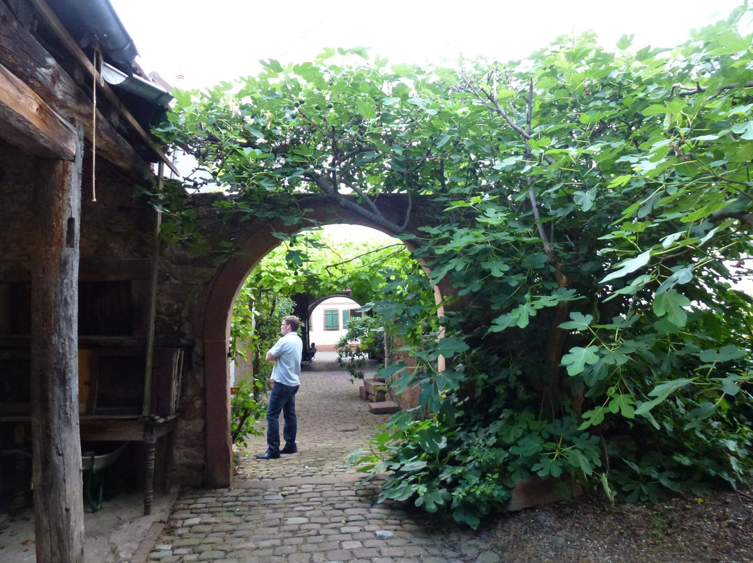 Rhodter Adler GmbH主图