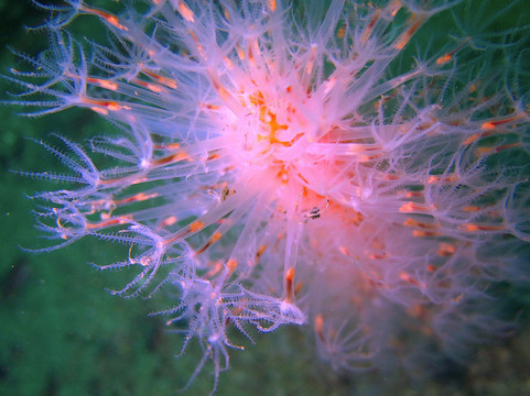 Haliotis Porto-马托西纽什必去景点