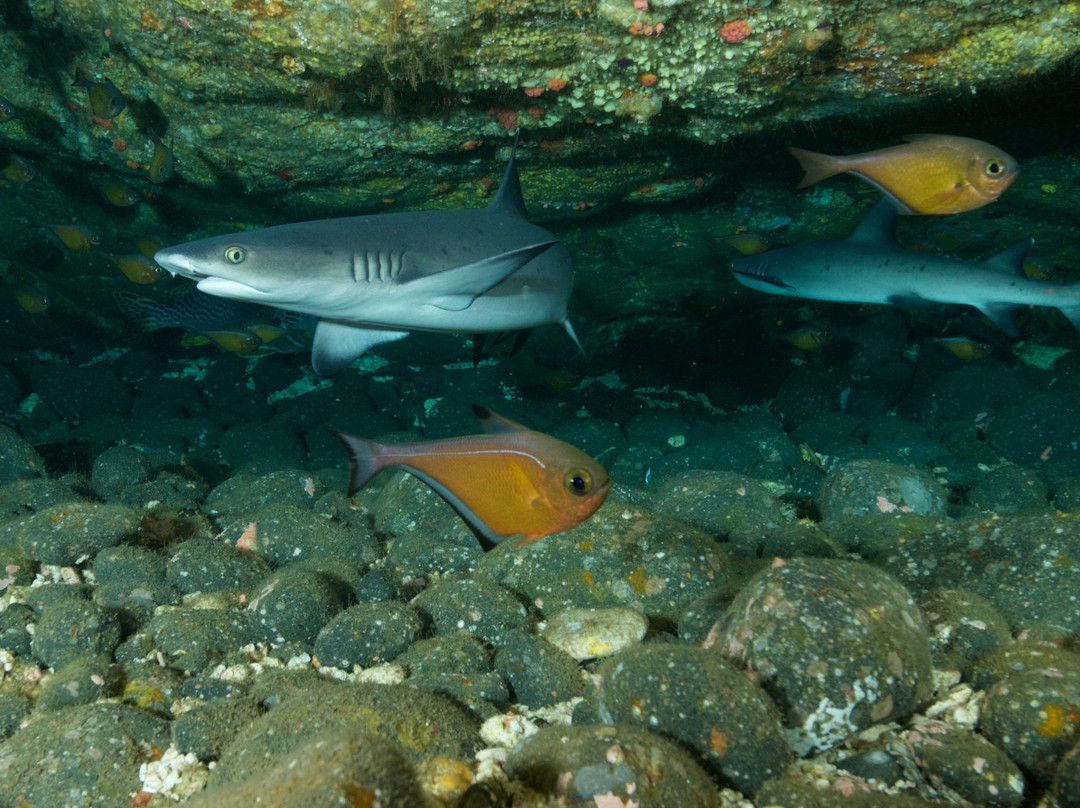 Livingseas Bali-登巴萨必去景点