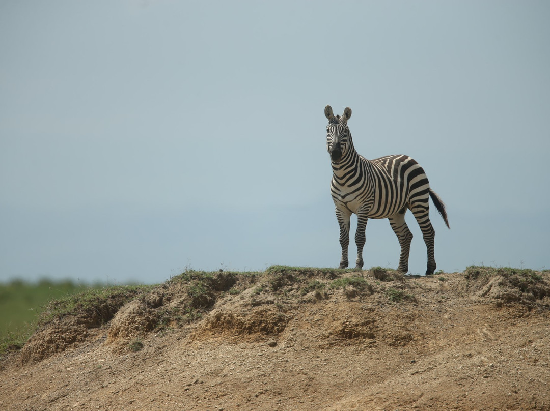 Bongo Asili Cultural travels ltd-涅里必去景点