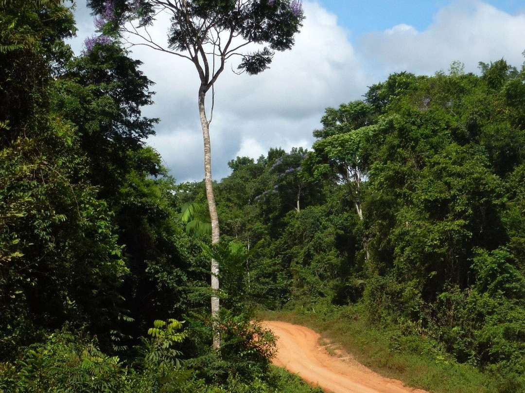 All Suriname Tours-帕拉马里博必去景点