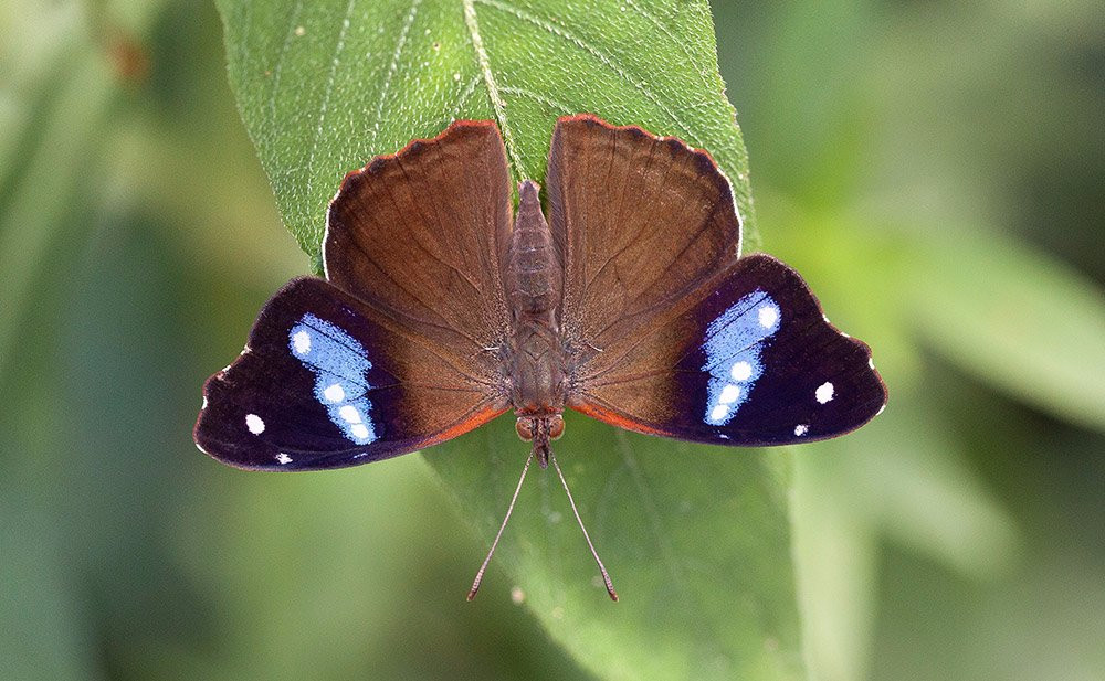 Fundacao Serra do Japi-容迪亚伊必去景点