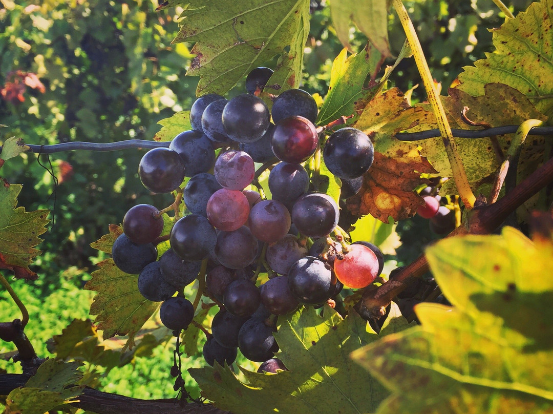 Lemon Creek Winery-Berrien Springs必去景点