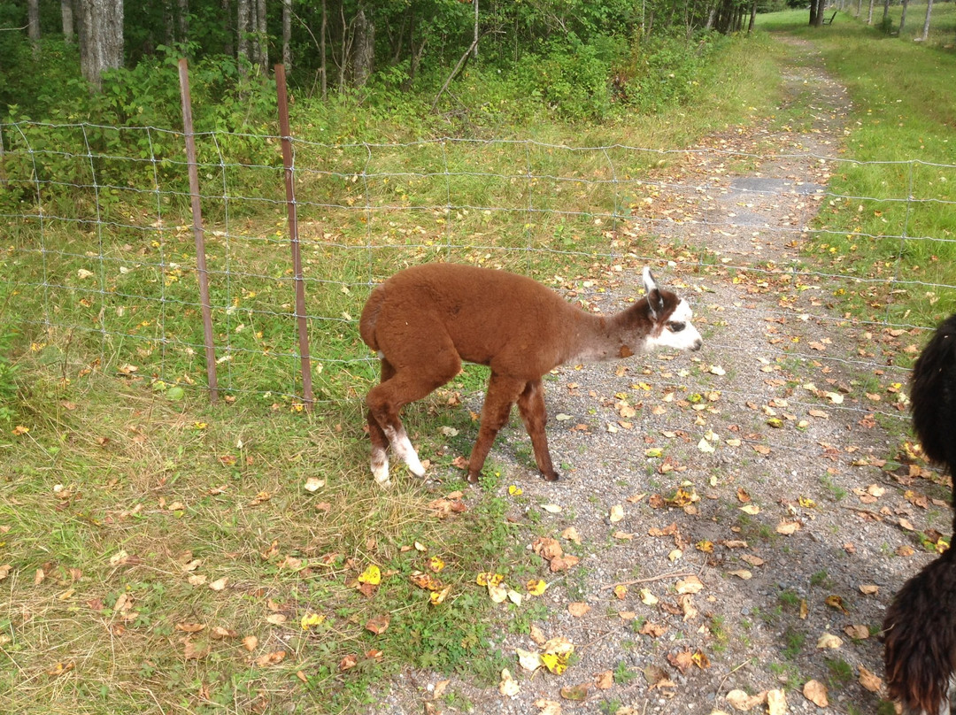 Dream Acres Alpacas景点图片