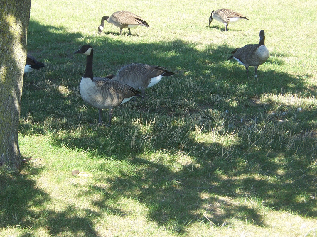 Wheel Excitement Inc-多伦多必去景点