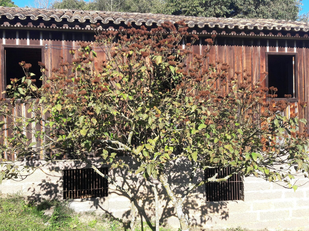 Museu ao Ar Livre Princesa Isabel景点图片