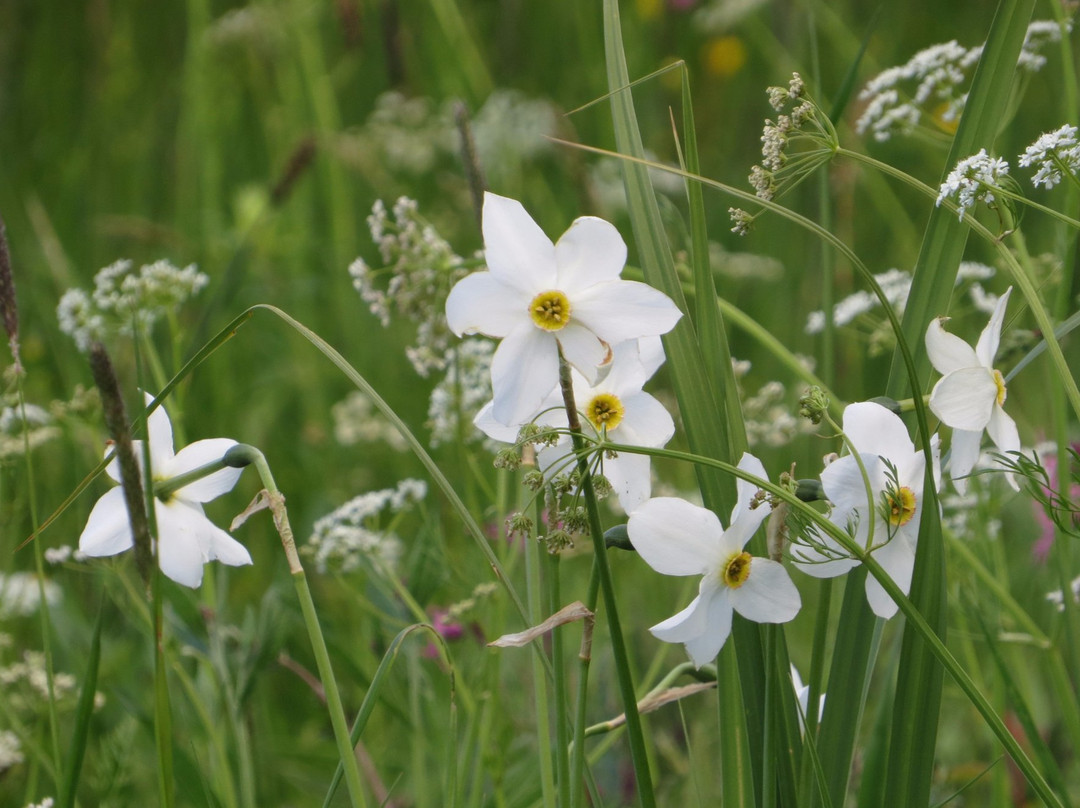 Valley of Narcissi Nature Reserve景点图片