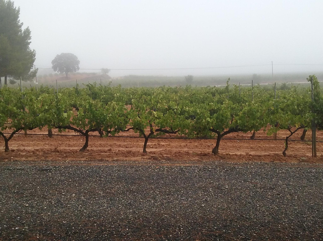 Bodegas Finca Ardal景点图片