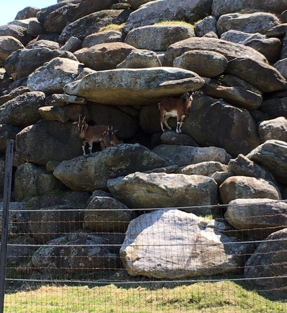 Action Wildlife Foundation-Goshen必去景点