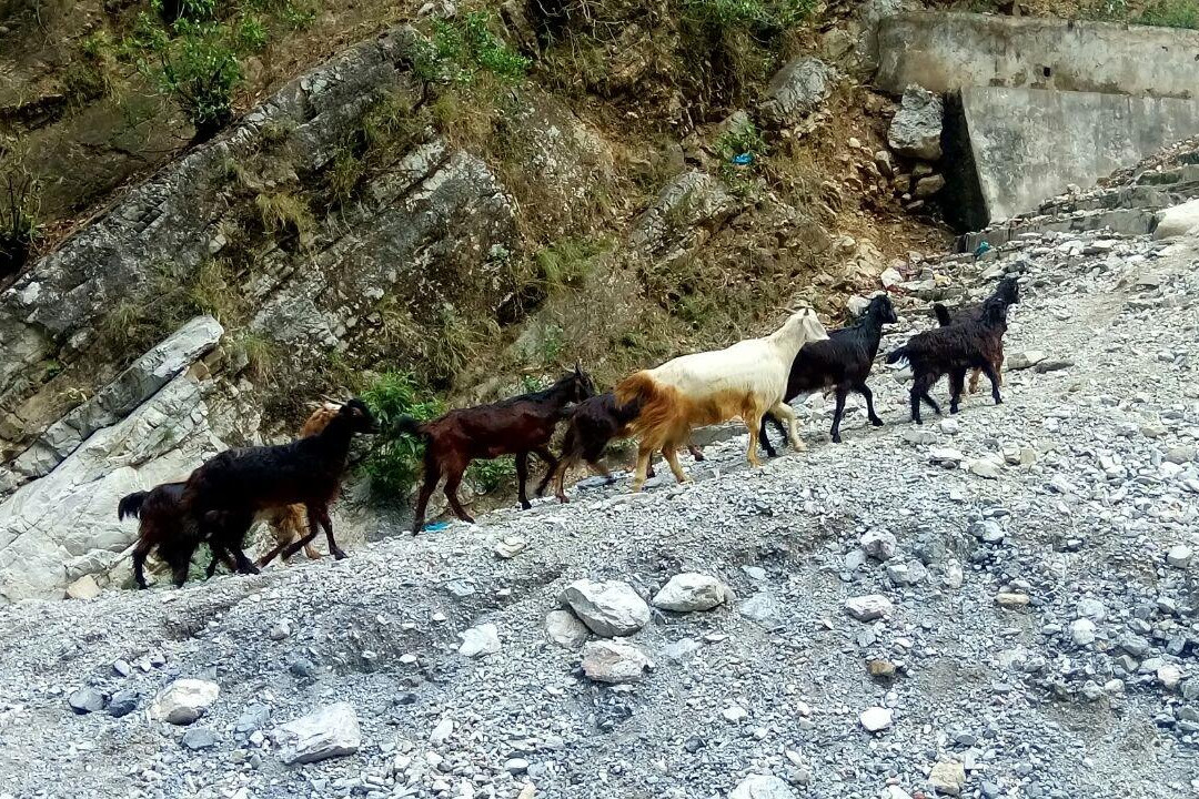 Siar Baba-Udhampur必去景点