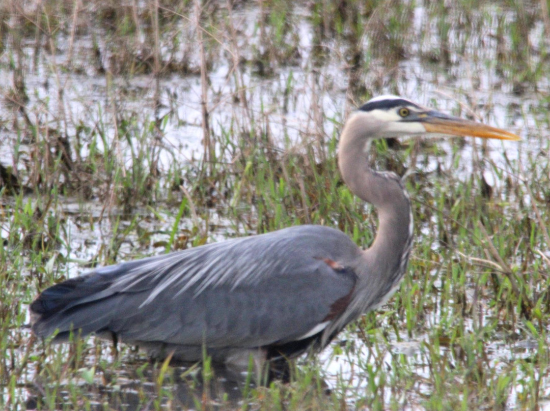 Baskett Slough National Wildlife Refuge景点图片