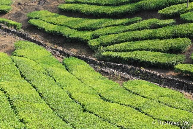 Mundakayam Ghat-Vagamon必去景点