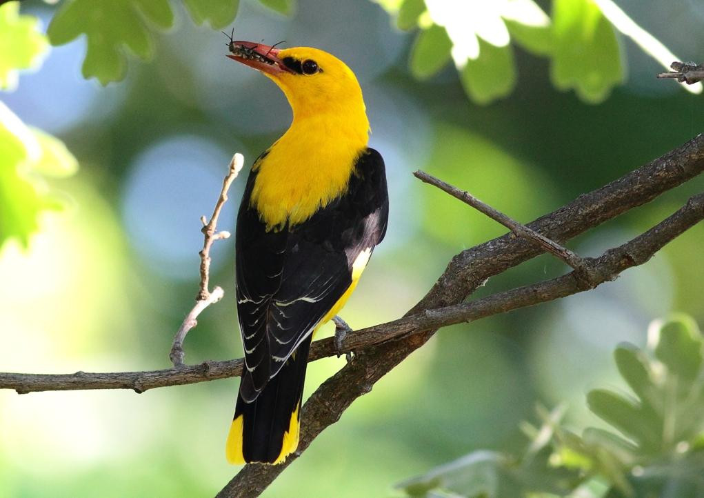 Birding Holidays景点图片