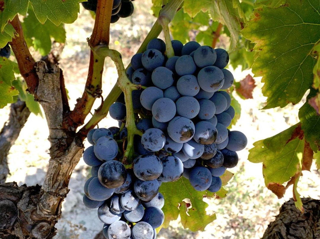 Domaine La Gontarde景点图片
