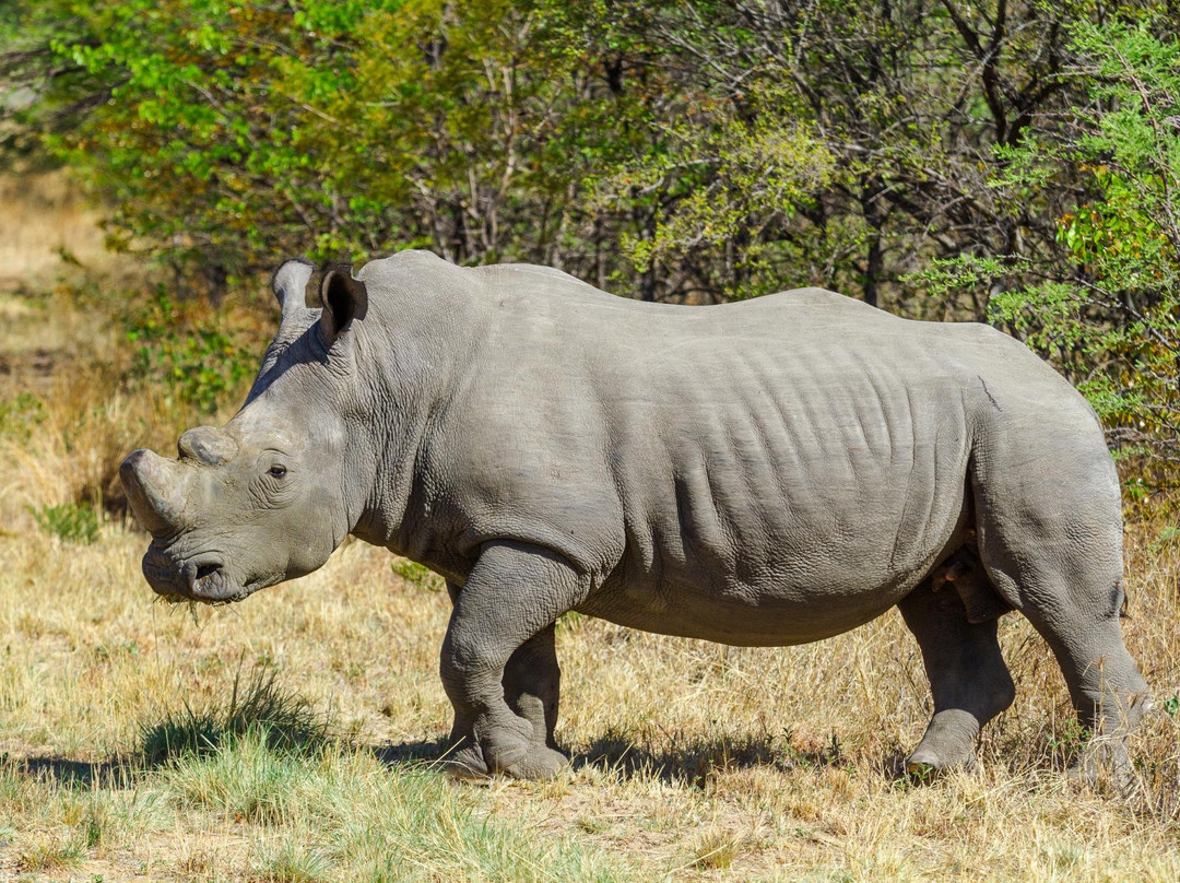 African Wanderer Safaris景点图片